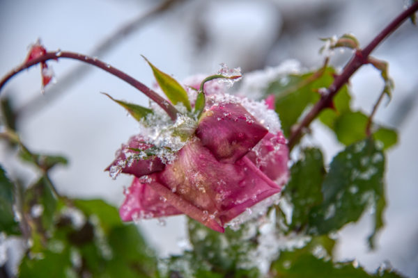 Schneeblüten Galerie