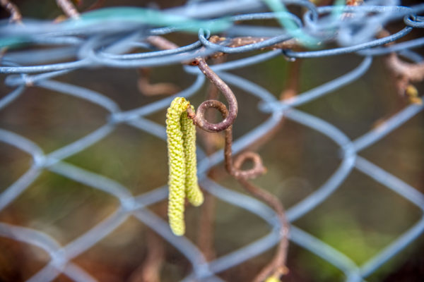 Erste Gartenarbeiten, und ein paar Frühlungsboten