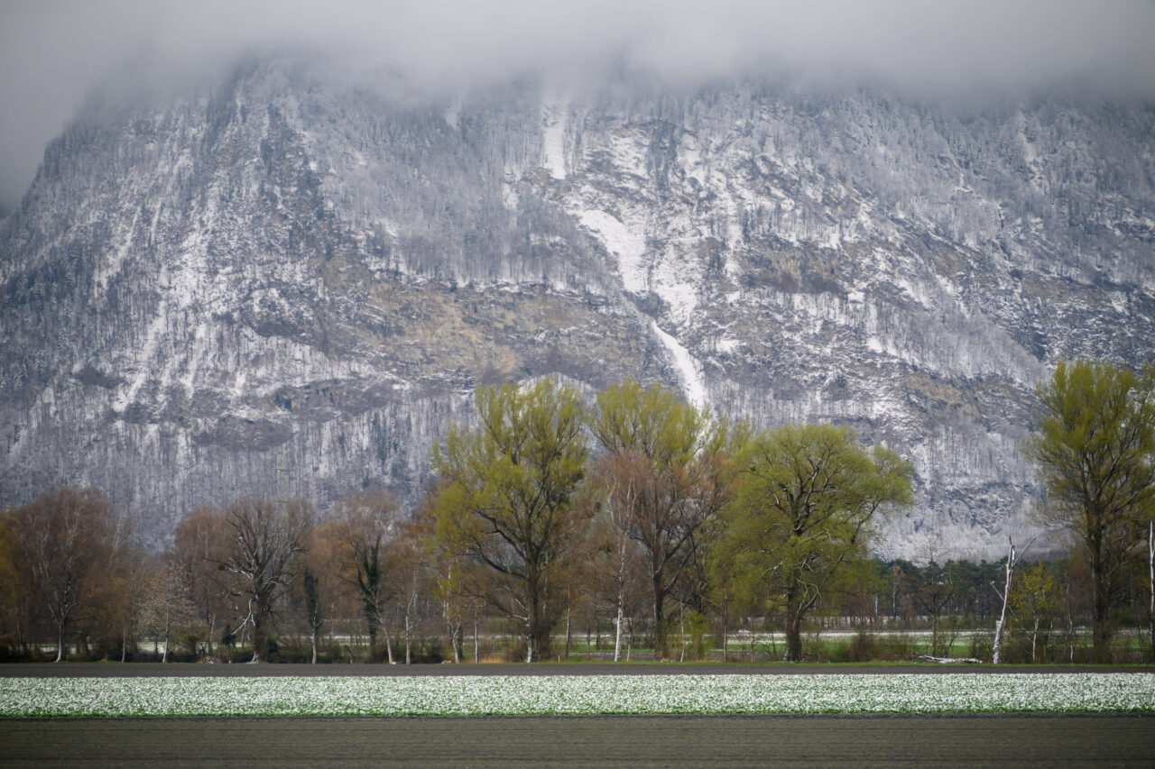 Schneebedeckte Berge und blühende Landschaft