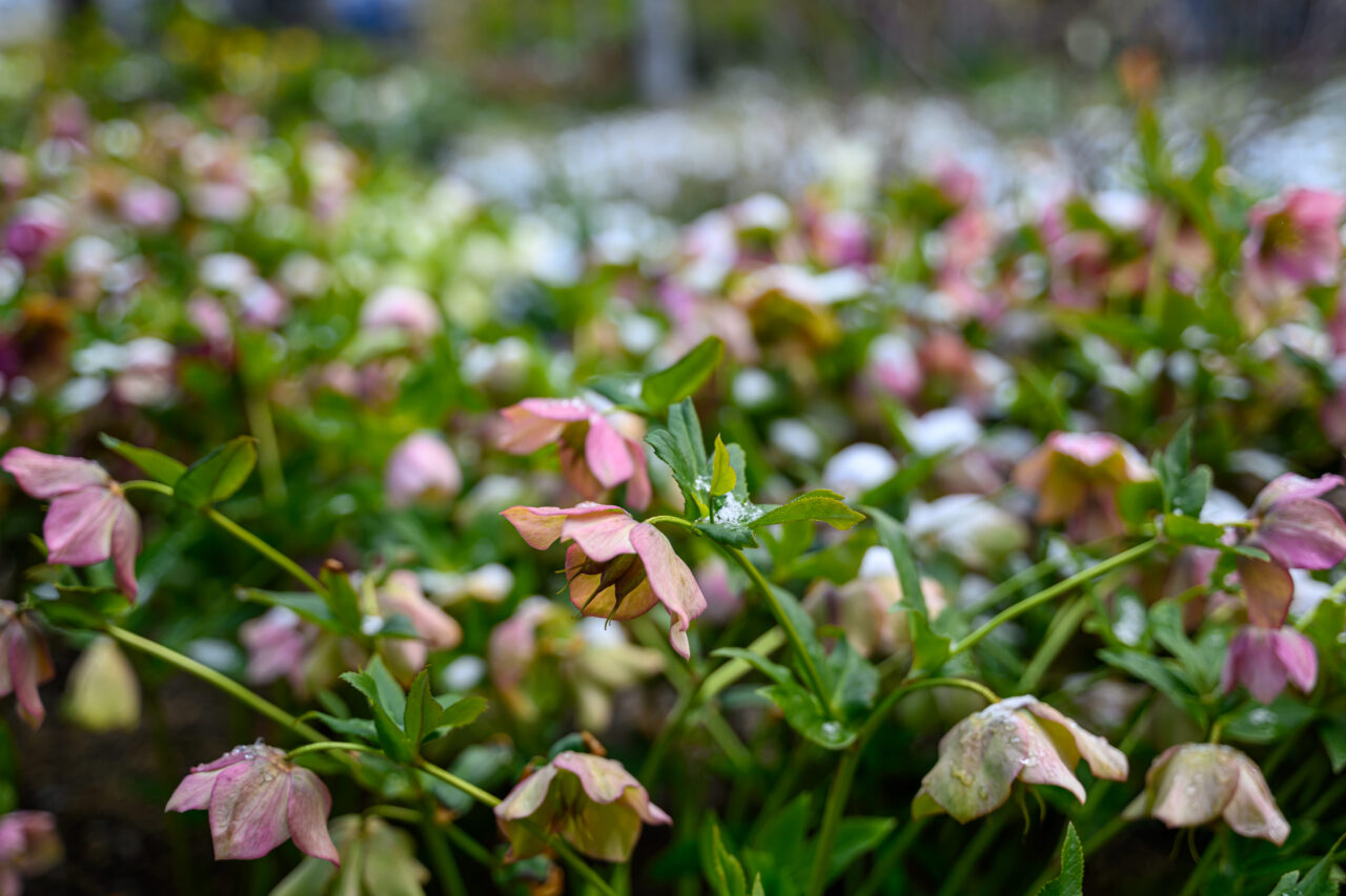 Blumen im Garten mit rosa und weißen Blüten