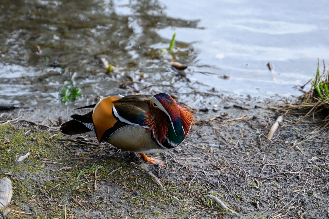 Mandarinente am Ufer eines Gewässers