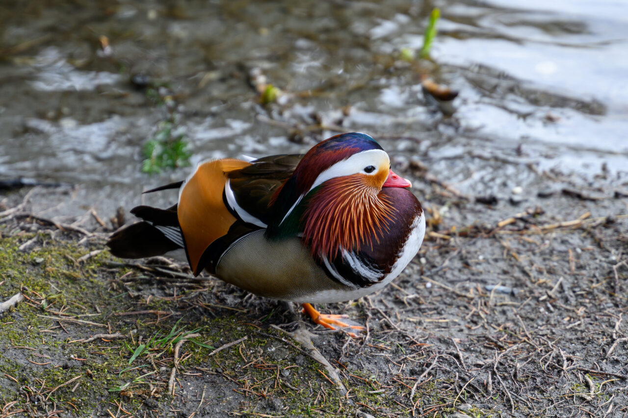 Mandarinente am Ufer eines Gewässers