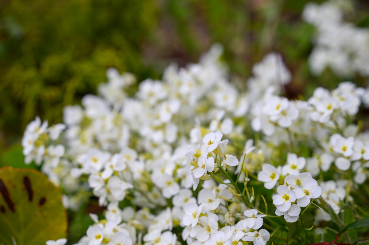 Weiß blühende Blumen in einem Garten