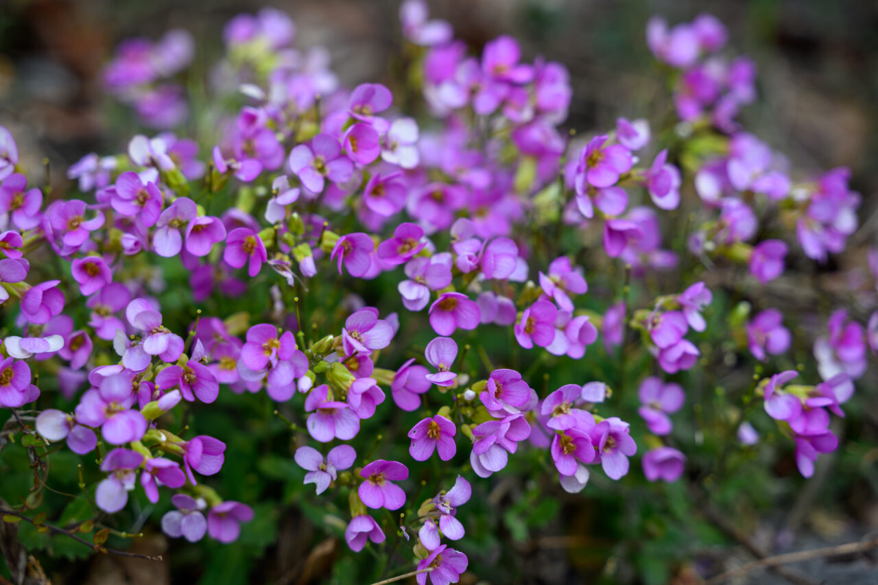 Lila Blumenfeld in voller Blüte