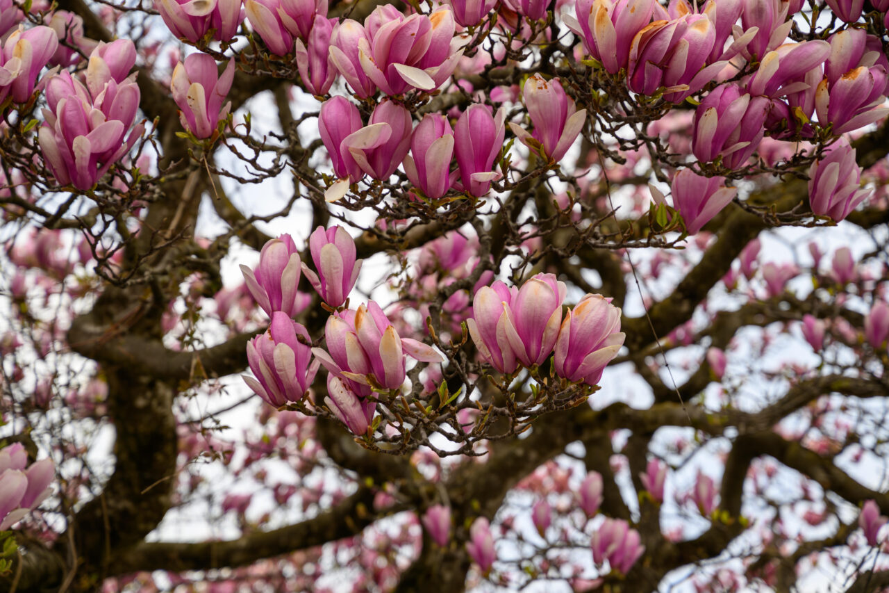 Blühende Magnolienblüten am Baum