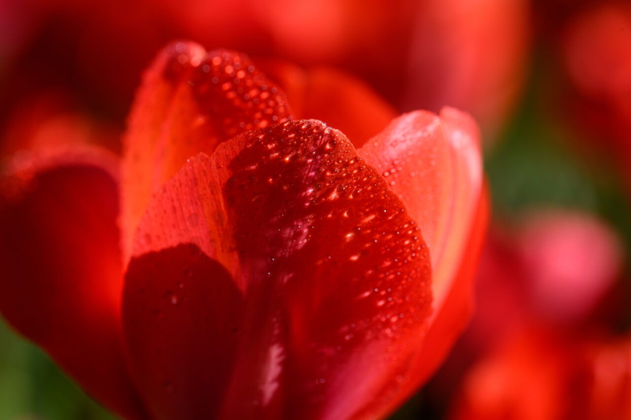 Makroaufnahme einer roten Tulpe mit Wassertropfen