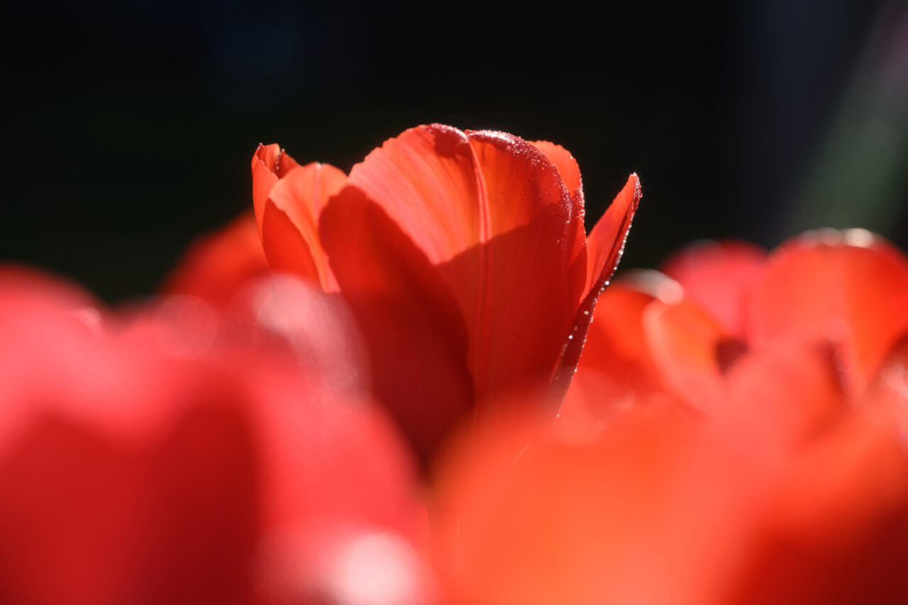 Nahaufnahme einer roten Tulpe im Sonnenlicht