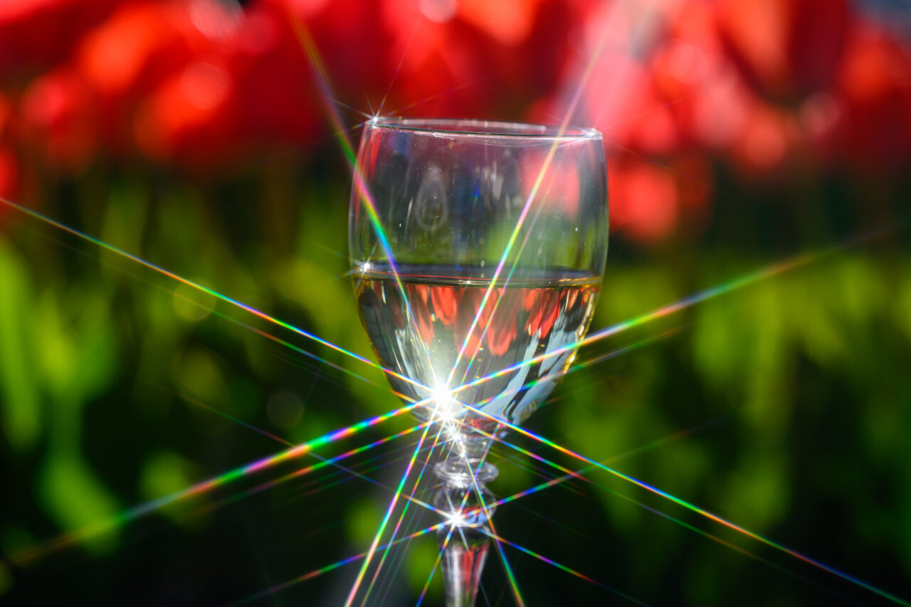 Weinglas mit Weißwein im Sonnenlicht vor roten Blumen