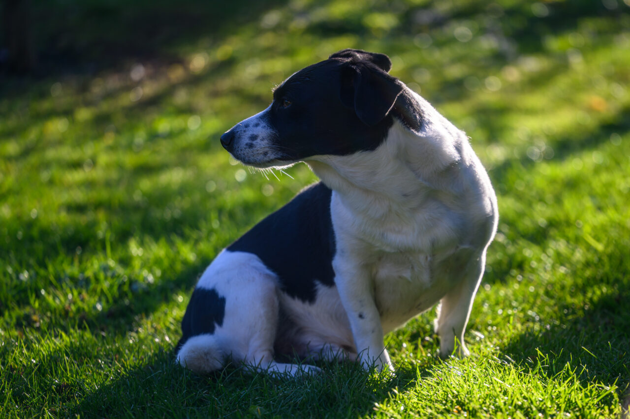 Schwarz-weißer Hund sitzt im sonnigen Gras