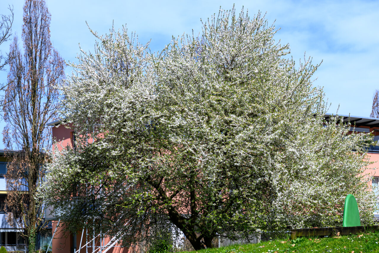 Blühender Baum vor Wohnhäusern im Frühling