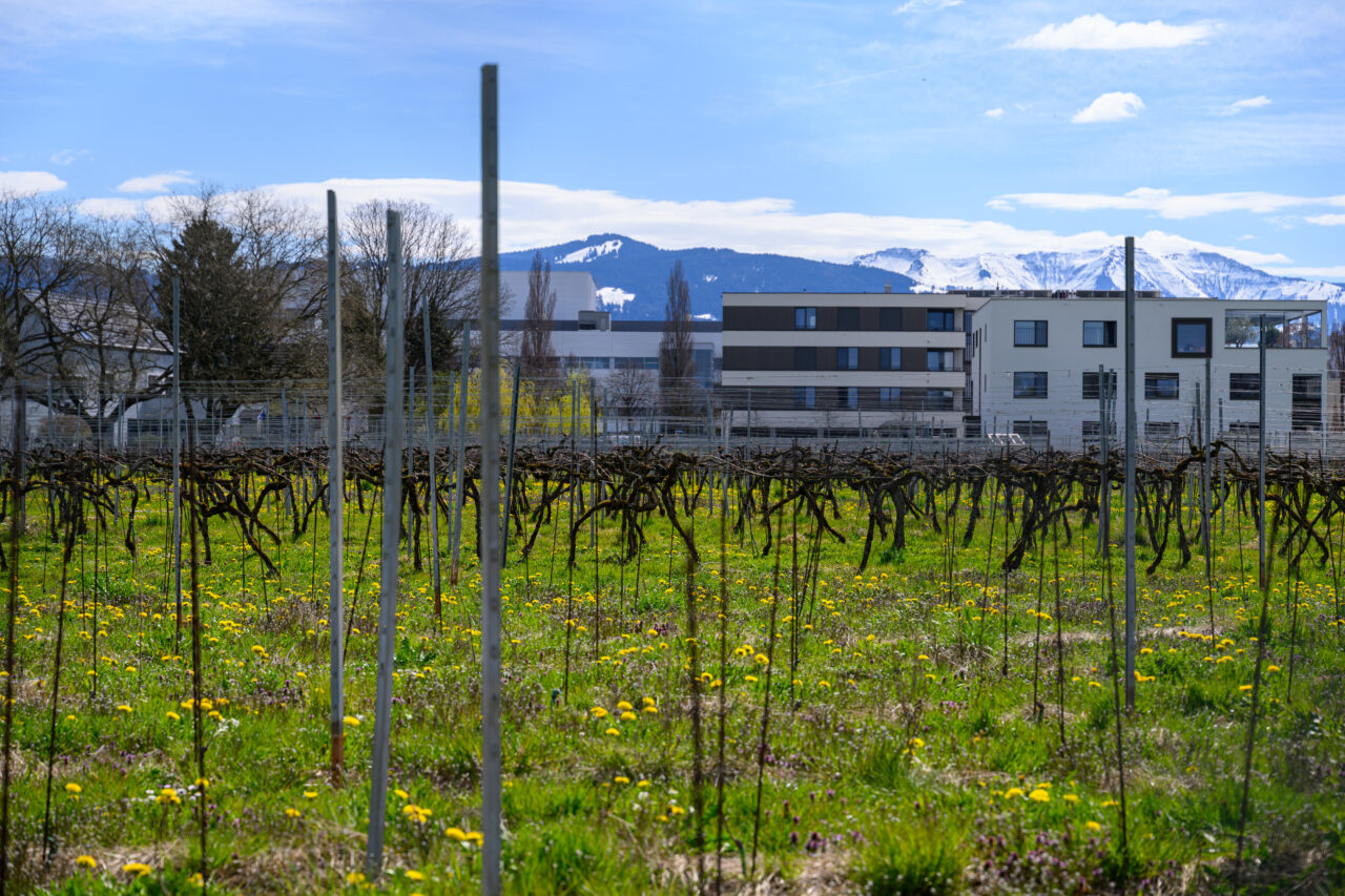Weinberg vor Wohnhäusern und schneebedeckten Bergen
