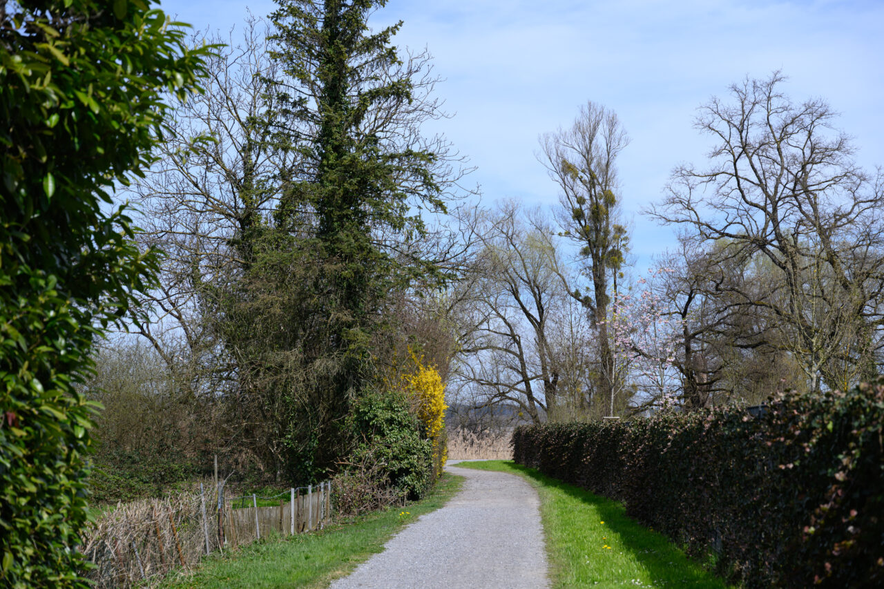 Geschwungener Kiesweg zwischen Bäumen im Frühling