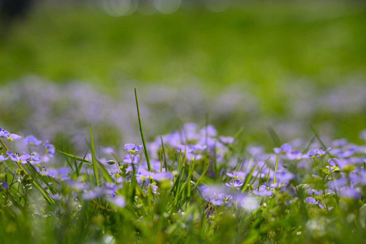Lila Wildblumen in grüner Wiese, Nahaufnahme
