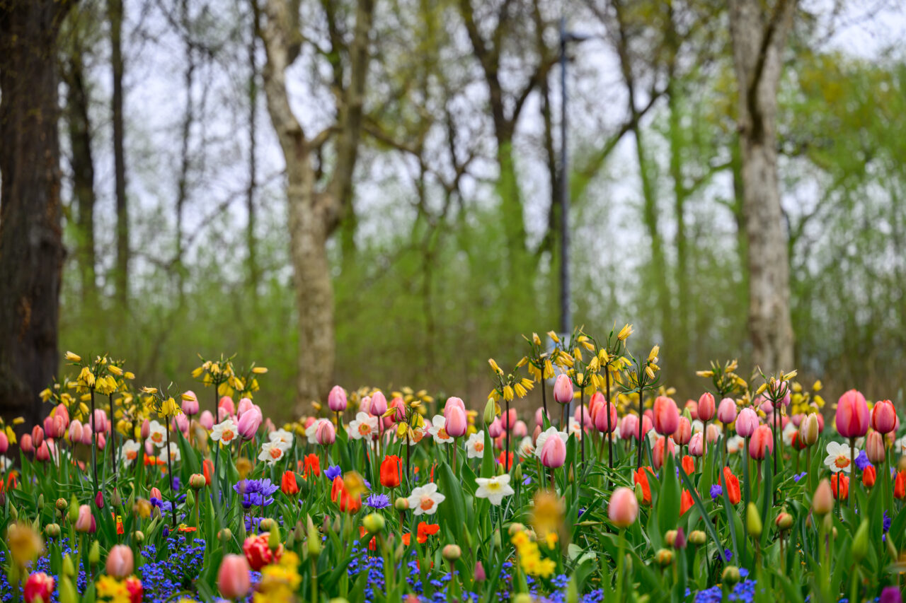 Bunte Tulpen und Narzissen in einem Frühlingspark