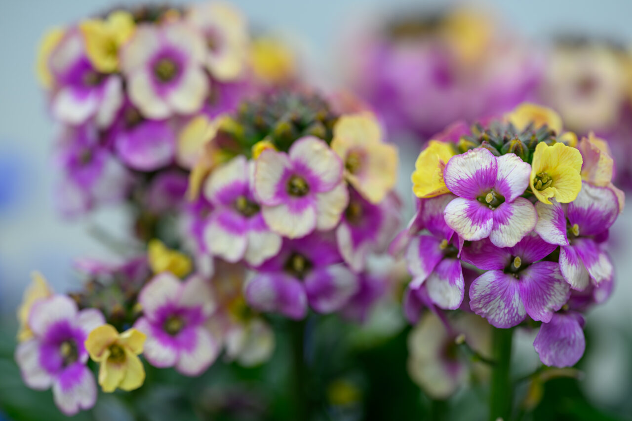 Nahaufnahme violett-gelber Blüten mit unscharfem Hintergrund