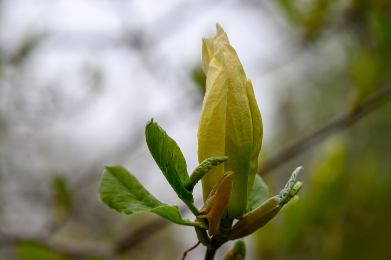 Gelbe Blütenknospe im Frühling mit grünen Blättern