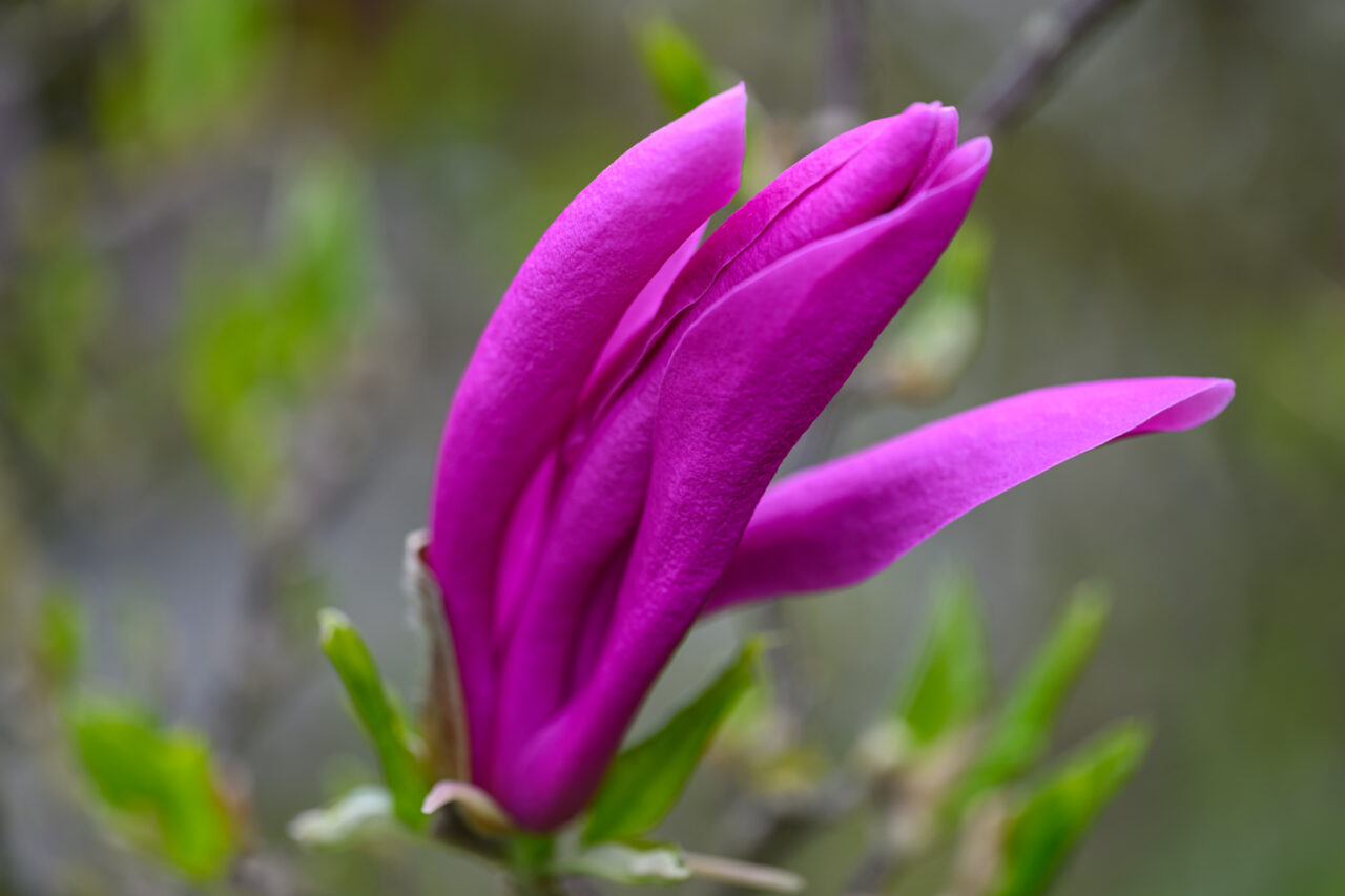 Nahaufnahme einer pinken Magnolienblüte im Frühling