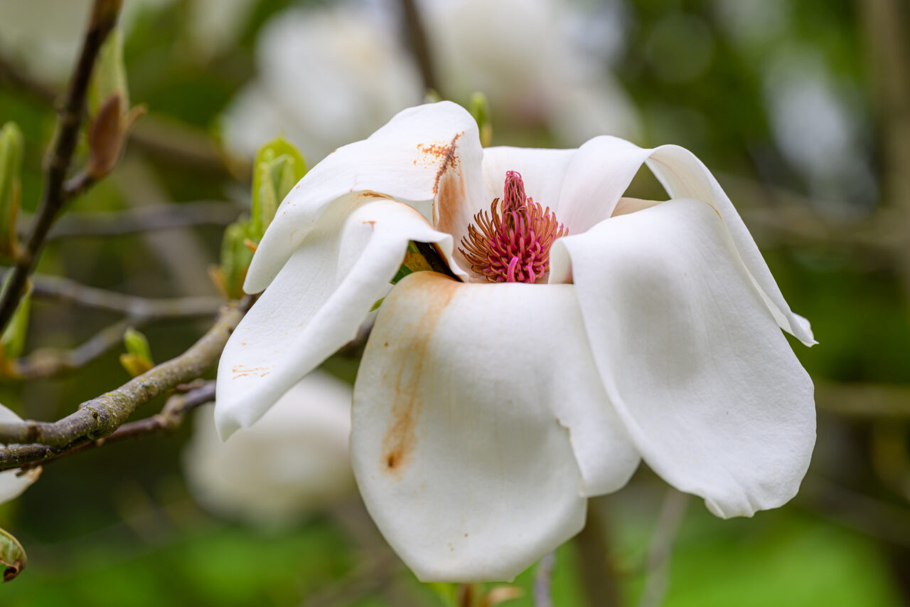 Weiße Magnolienblüte mit rosafarbenem Zentrum
