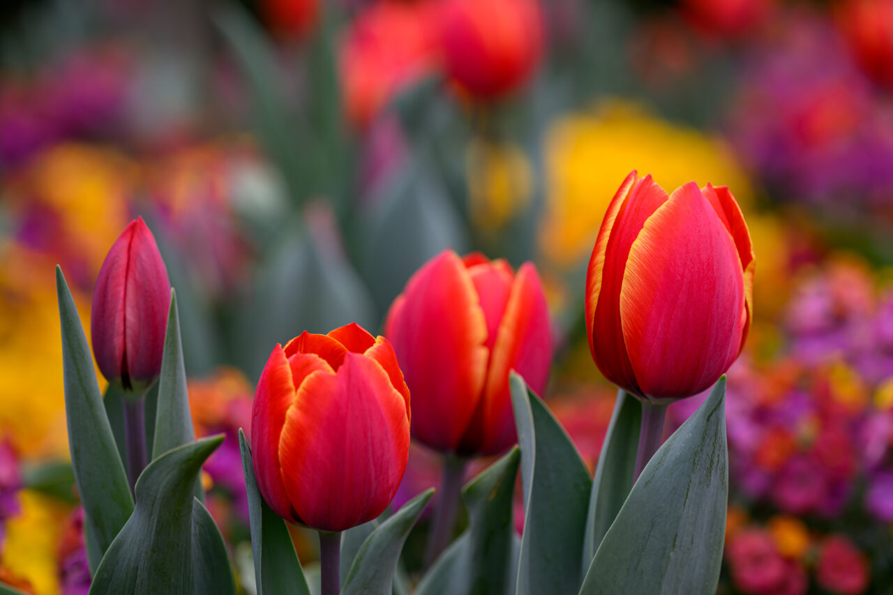 Rote Tulpen mit gelbem Rand im Garten