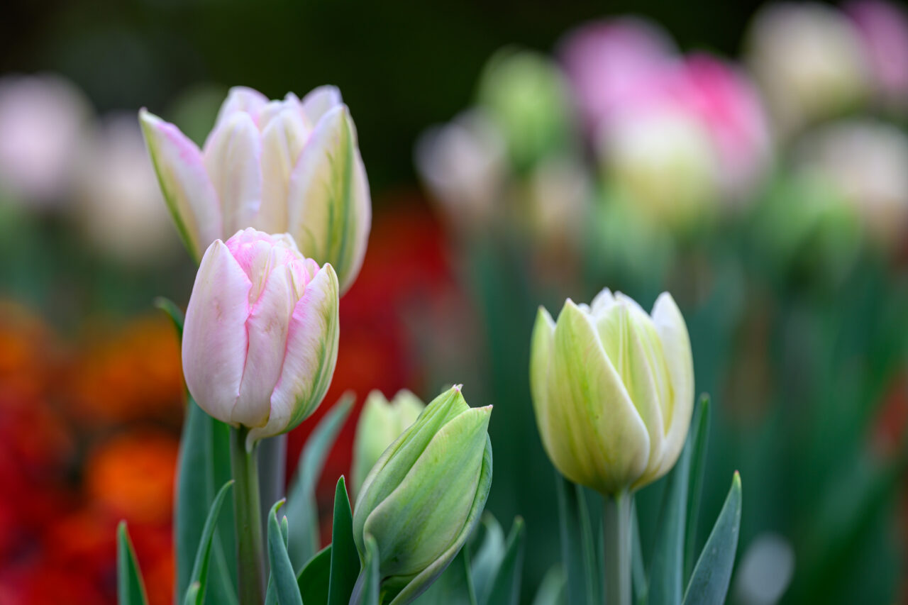 Zarte rosa-weiße Tulpen im Frühlingsgarten