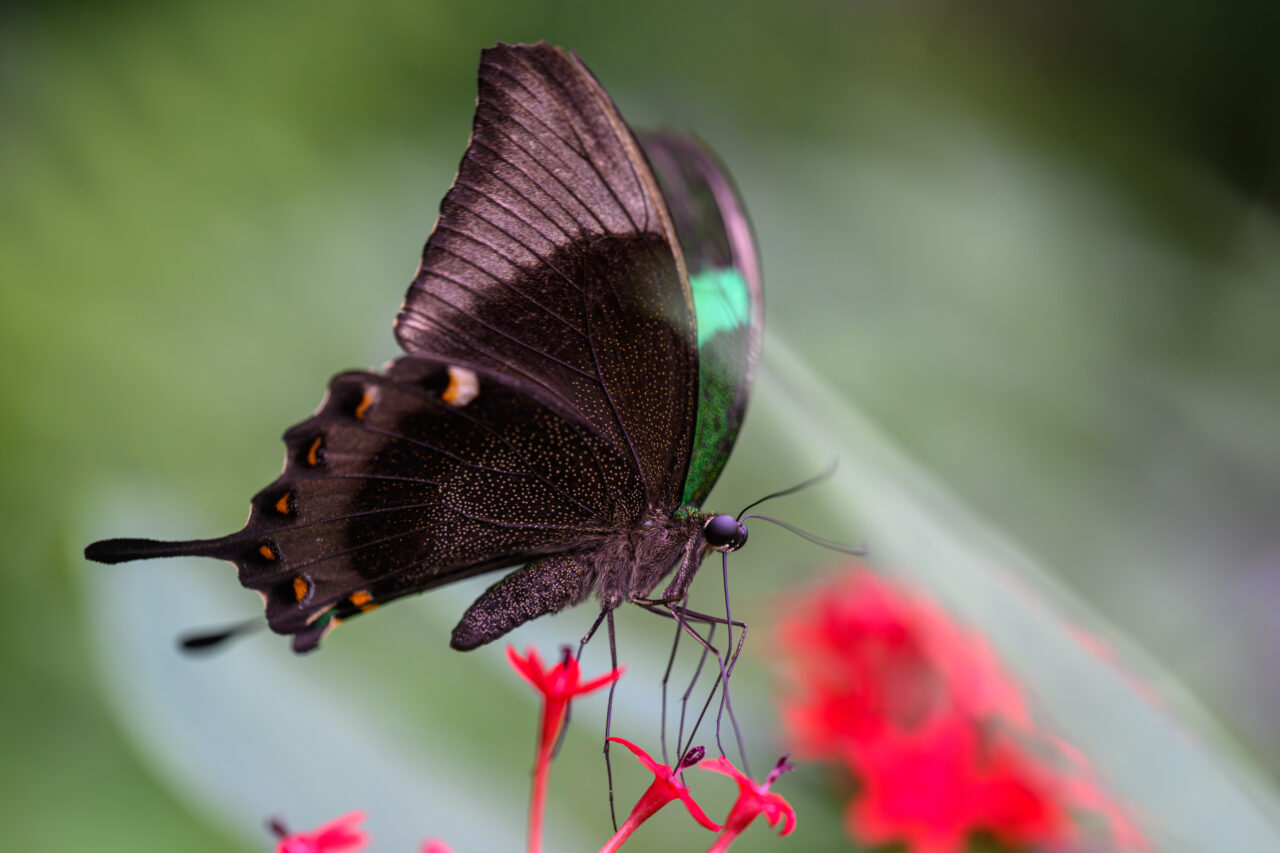 Dunkler Schmetterling auf roten Blüten