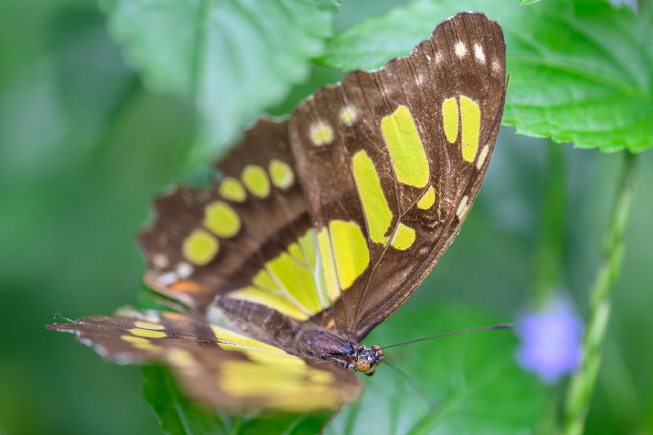 Brauner Schmetterling mit gelben Flecken auf Blatt