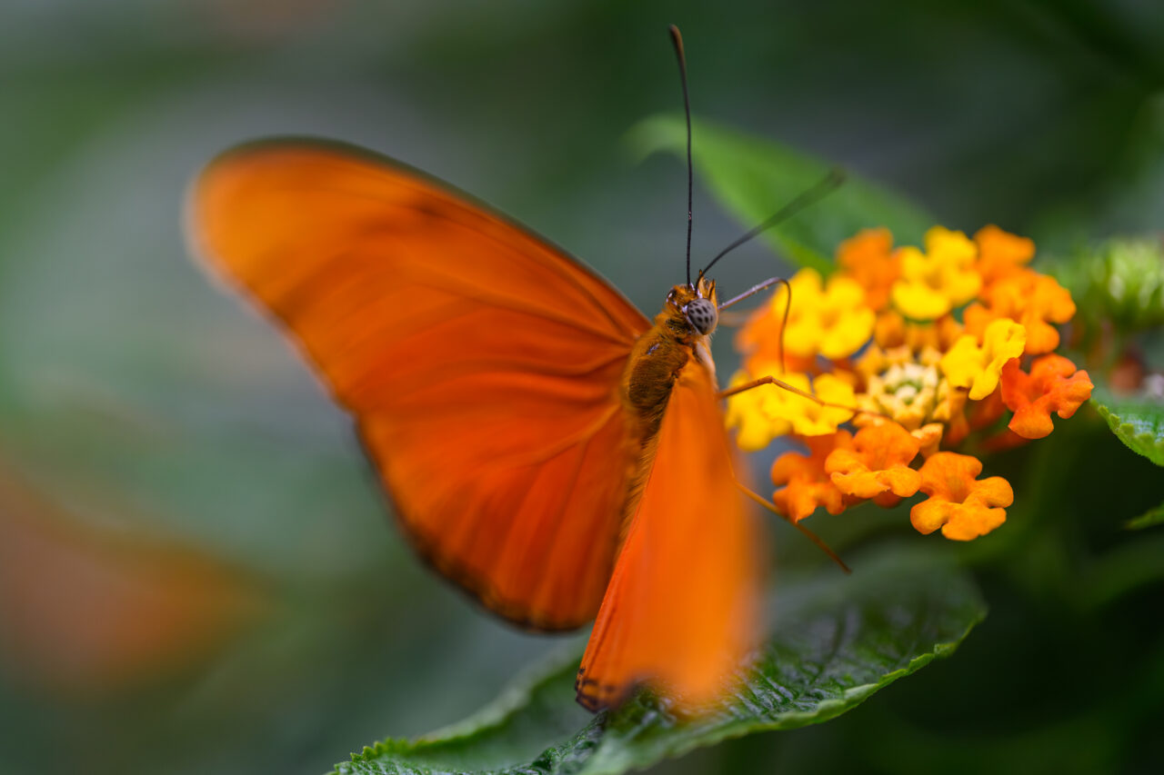Oranger Schmetterling auf gelben Blüten