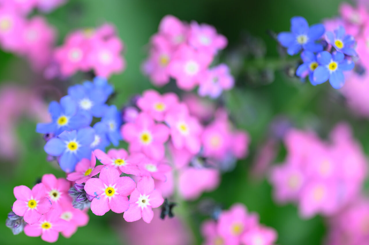 Rosa und blaue Vergissmeinnicht in Nahaufnahme