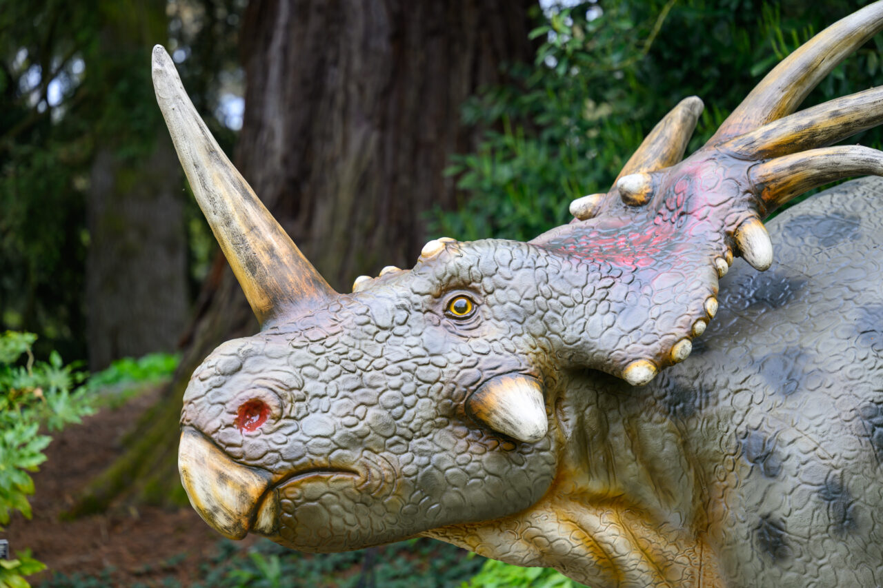Nahaufnahme eines Triceratops im Wald