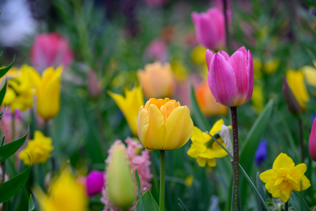 Bunte Tulpen und Narzissen im Frühlingsgarten