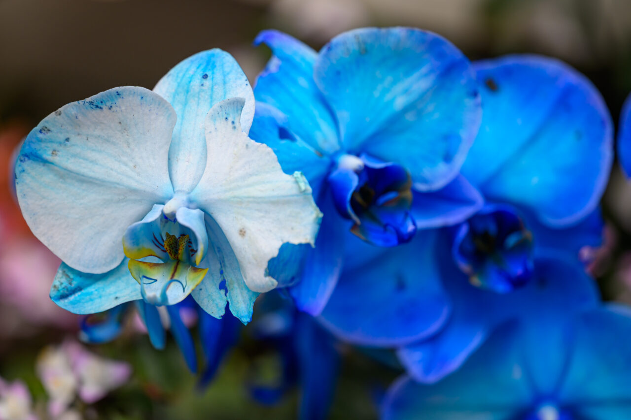 Nahaufnahme leuchtend blauer Orchideenblüten