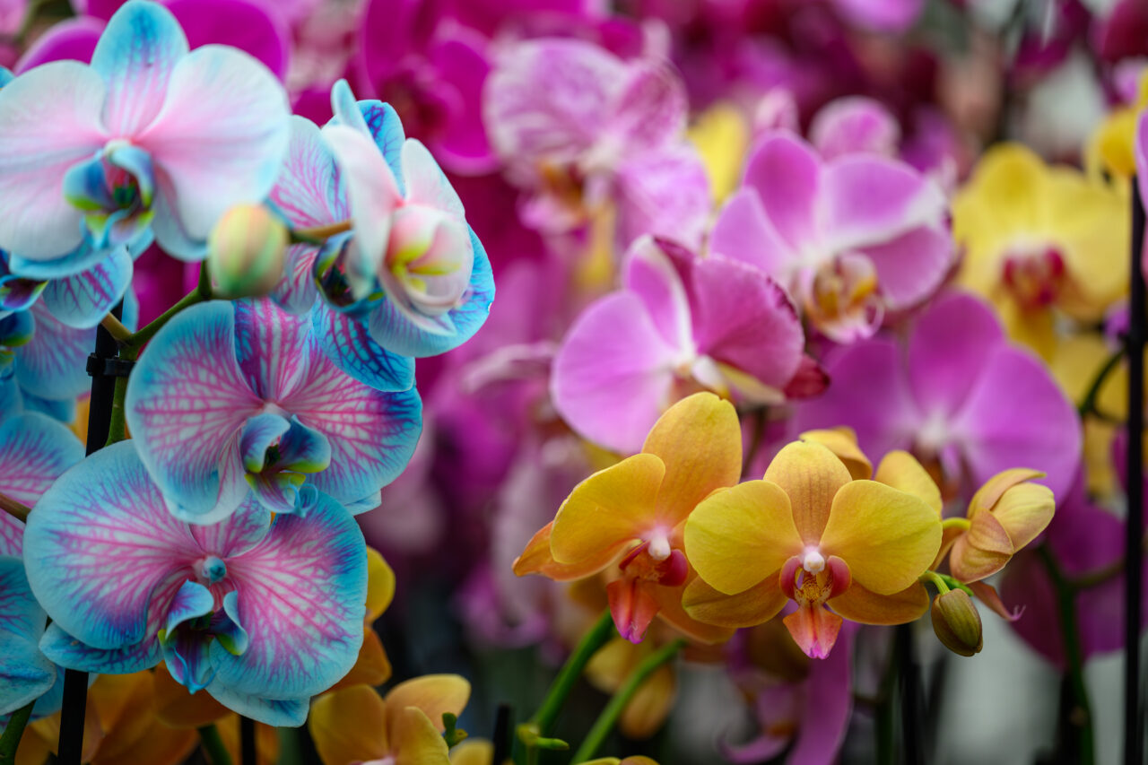 Bunte Orchideen in Blau, Pink und Gelb