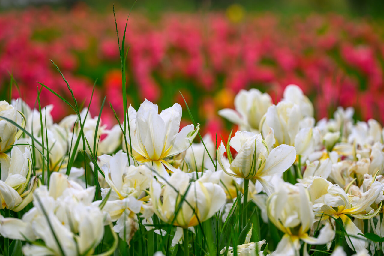 Weiße Tulpen im Vordergrund, rote im Hintergrund