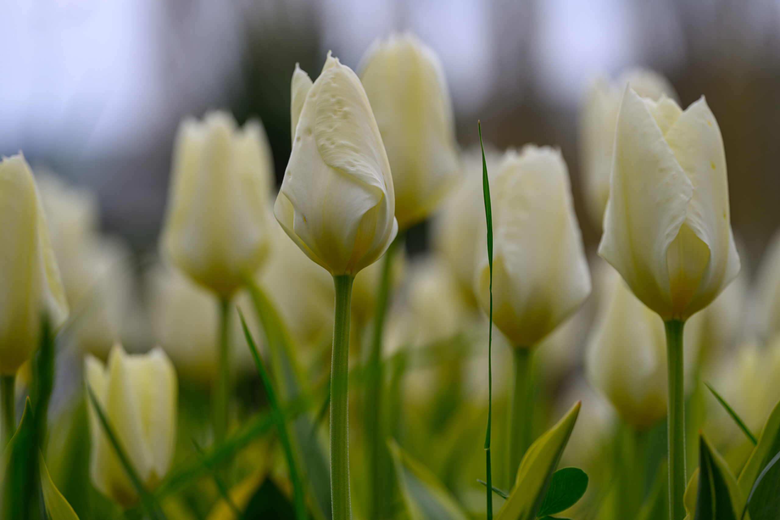 Weiße Tulpen im Frühlingsgarten, Nahaufnahme