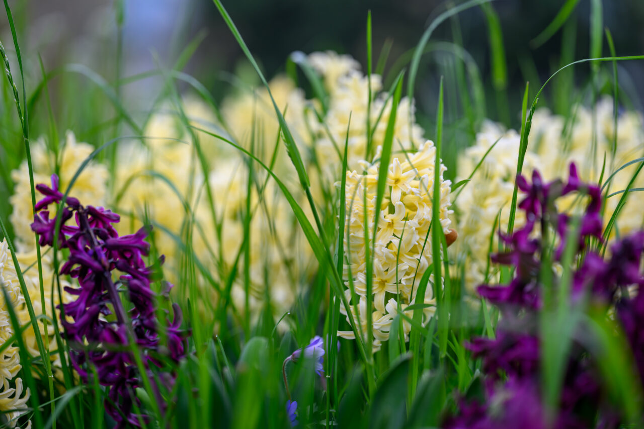 Gelbe und violette Hyazinthen im grünen Gras