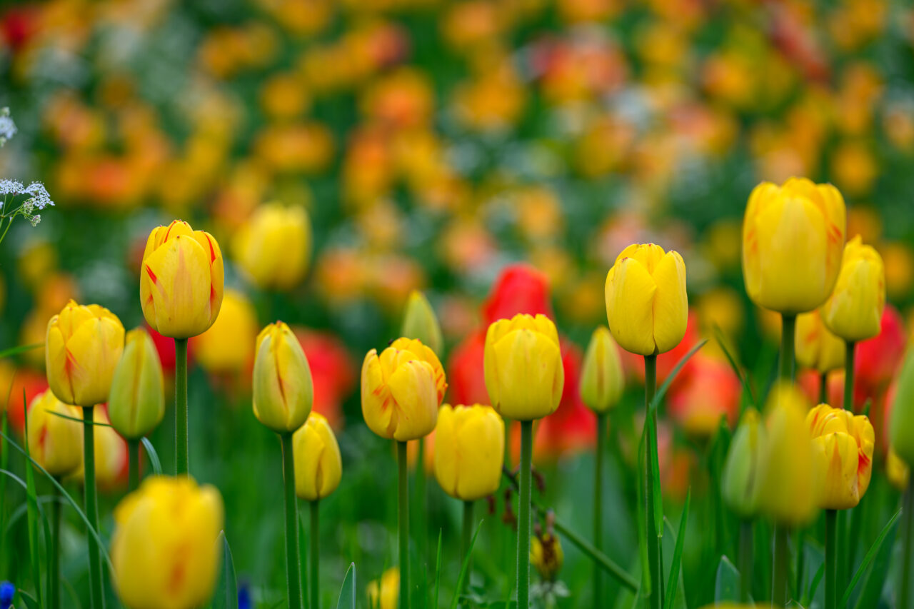 Gelbe Tulpen im bunten Frühlingsblumenfeld