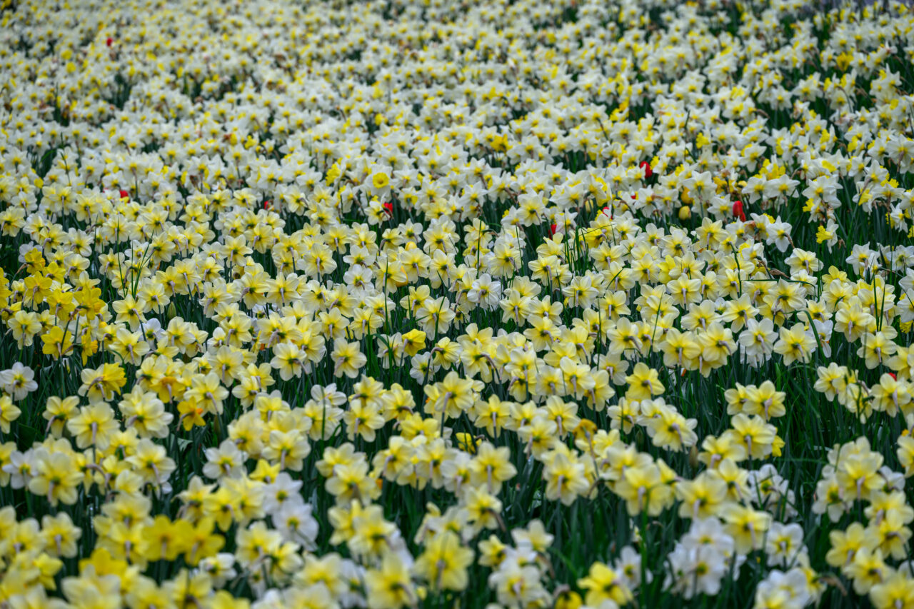 Blühendes Narzissenfeld mit vereinzelten roten Tulpen