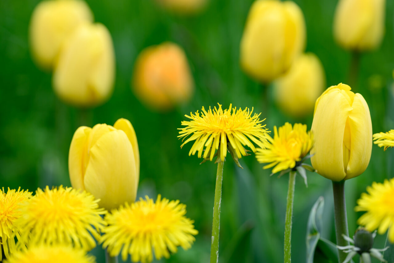 Gelbe Tulpen und Löwenzahn im Frühling