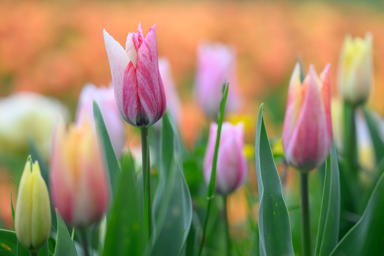 Rosa Tulpen im Frühlingsgarten mit Bokeh