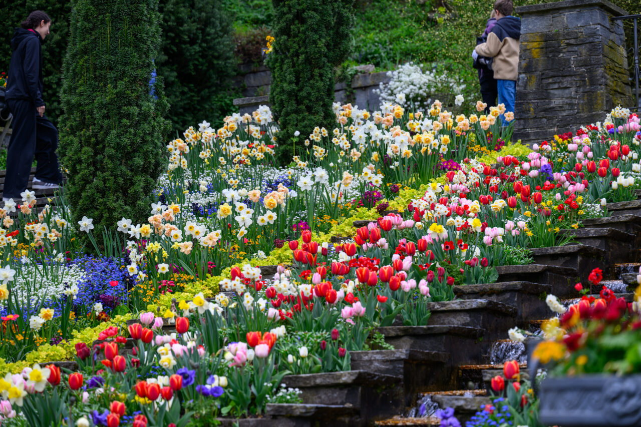 Bunte Frühlingsblumen in terrassiertem Garten mit Steintreppe