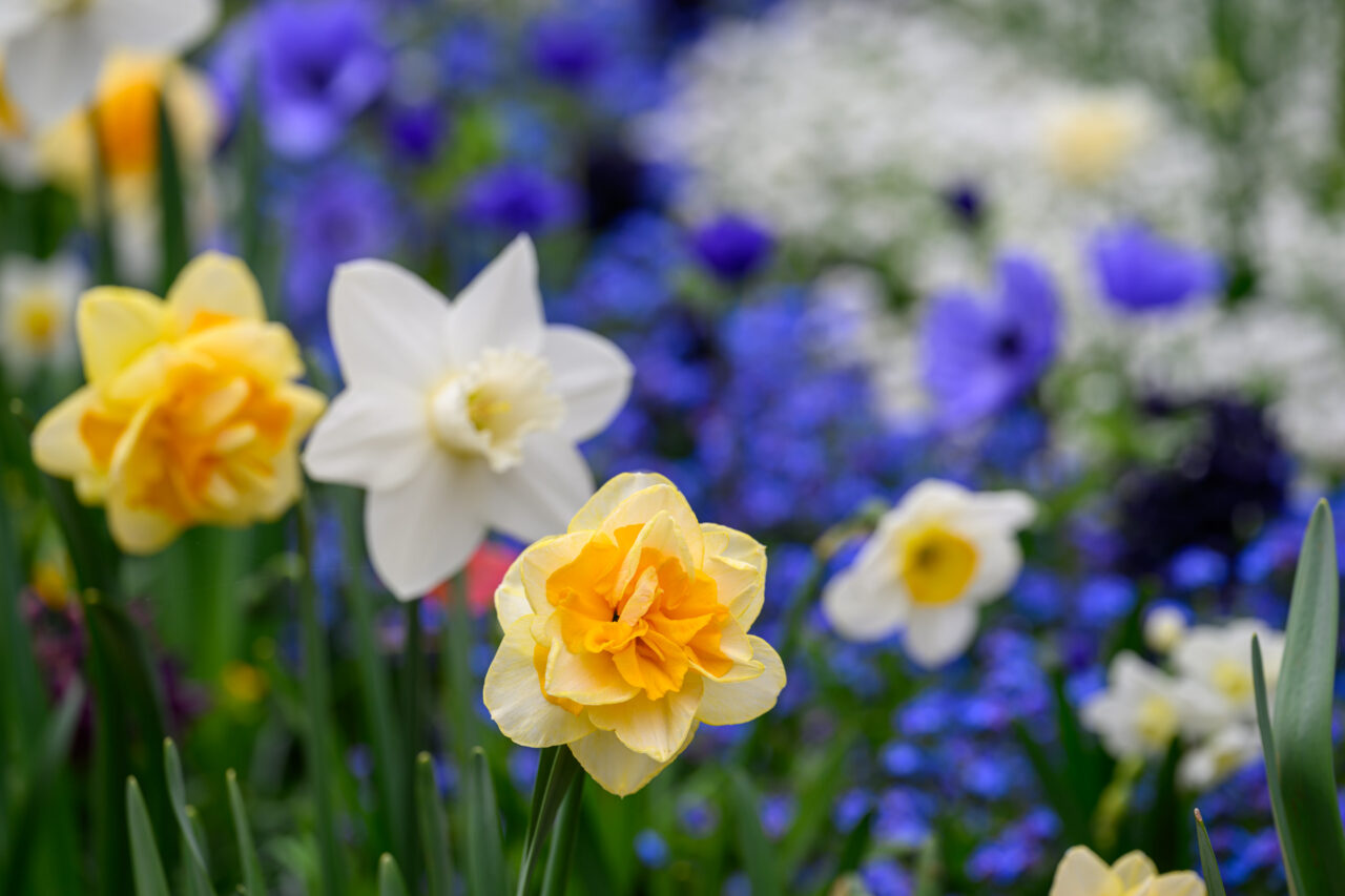 Gelbe und weiße Narzissen im Frühlingsgarten