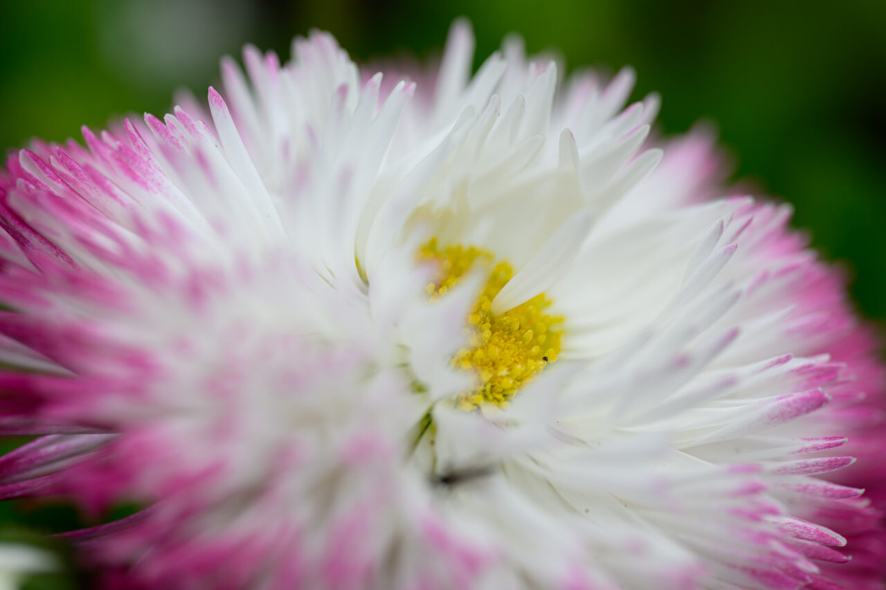 Nahaufnahme einer weiß-rosa Blüte mit gelbem Zentrum