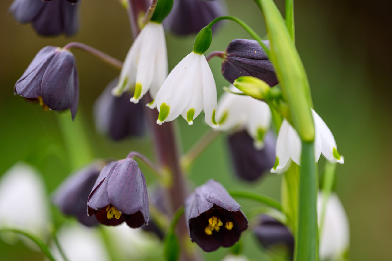 Weiße und violette Glockenblumen im Makro