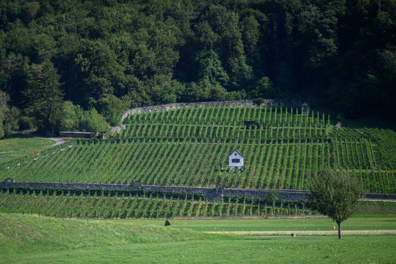 z04 2503