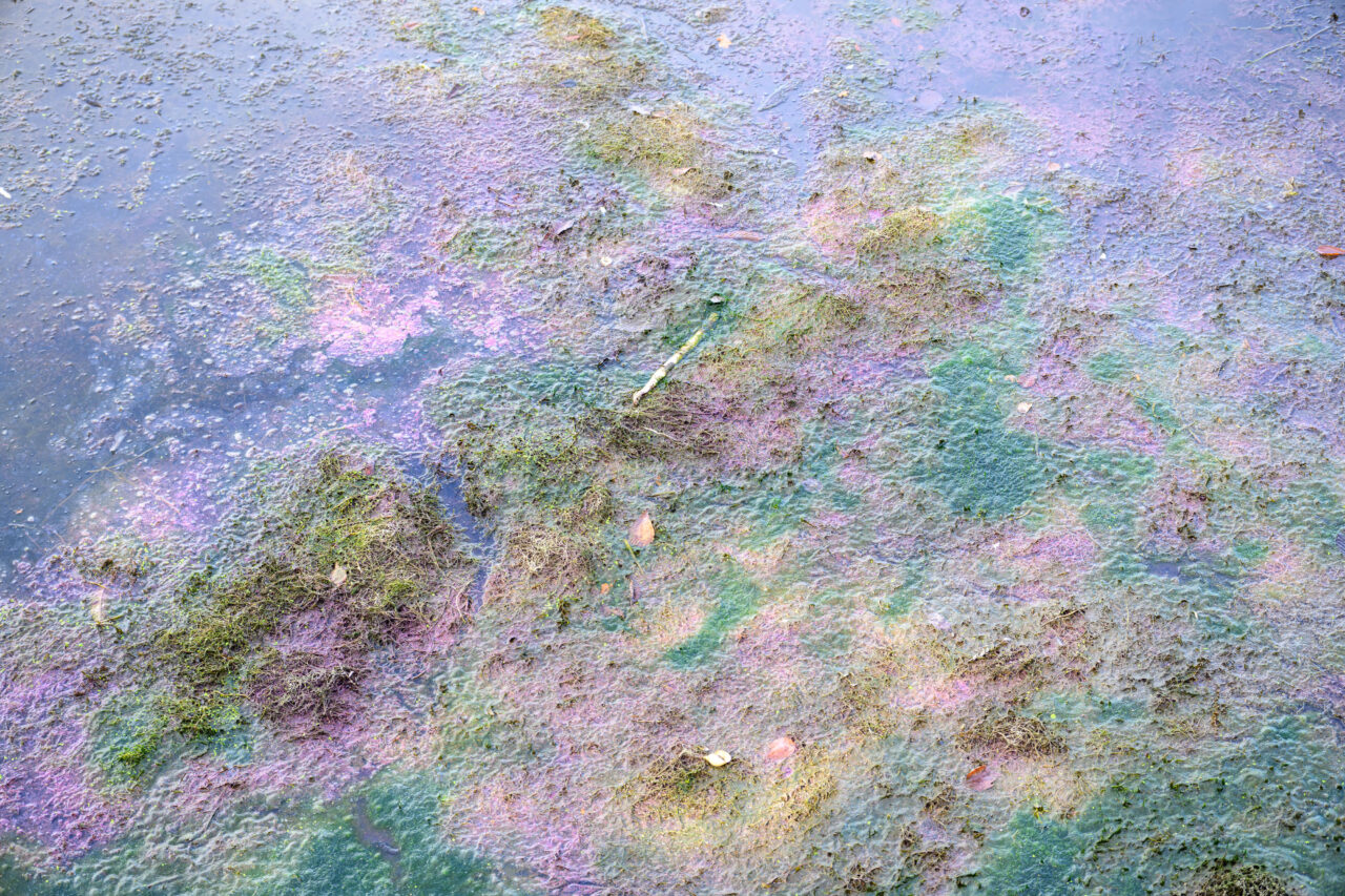 z04 4979