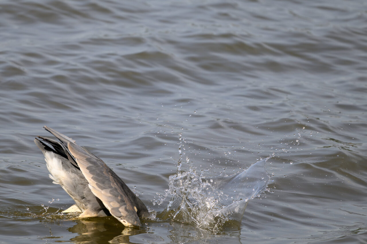 z04 5660
